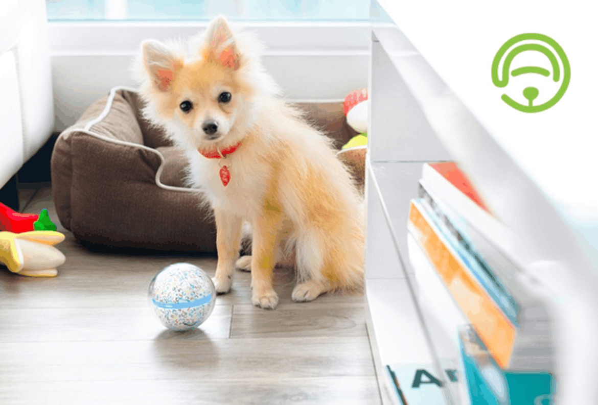 2026宠物行业趋势报告：从养宠到家人宠物行业迎来新时代、新需求(图1)