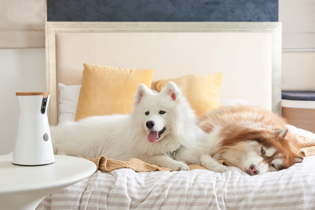 财报解读｜宠物经济仍是一门好生意但赚钱变难了(图1)