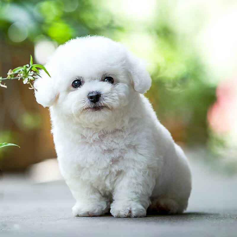 猫咪玩具排行榜前十名(图1)