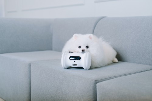 对话黄漫宇：QQ宠物重启背后的考量