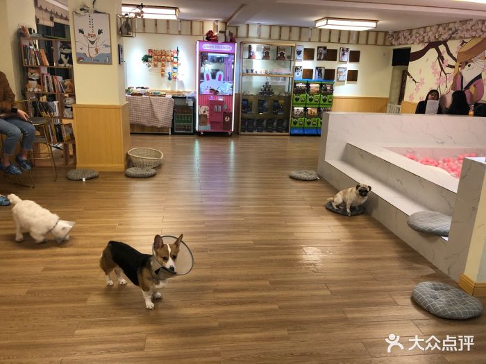 浙江绍兴:宠物用品吸引采购商(图1)